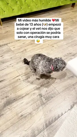 Un milagro ocurrió y con la ayuda de Dios y mi esposo le dimos unas pastillas que mi esposo me dijo que podrían funcionarle y se las estuvimos dando y que creen que que al mes su patita se recuperó 🥹🙏😱🥰#dog #perritos #lovedogsforever #mibebe #nina🐶 
