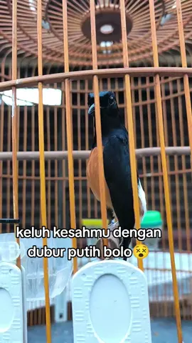 #kicaumanianusantara #kicaumaniaindonesia #muraibatuindonesia #muraibatu #fyp 