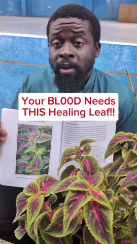 Have you tried Joseph's Coat herb before?  #JosephsCoat #HerbalHealing #CleanBlood #NaturalRemedies #EliyahMashiach 