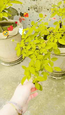#🌼🌸🍂🌿🌼🥀🥹 