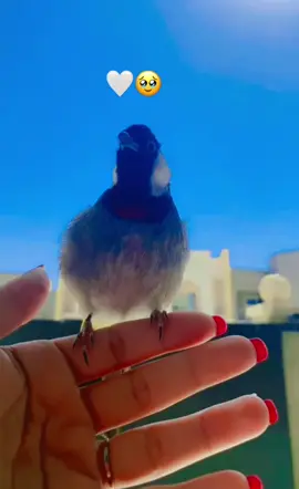 #بلابل_العراقيه 