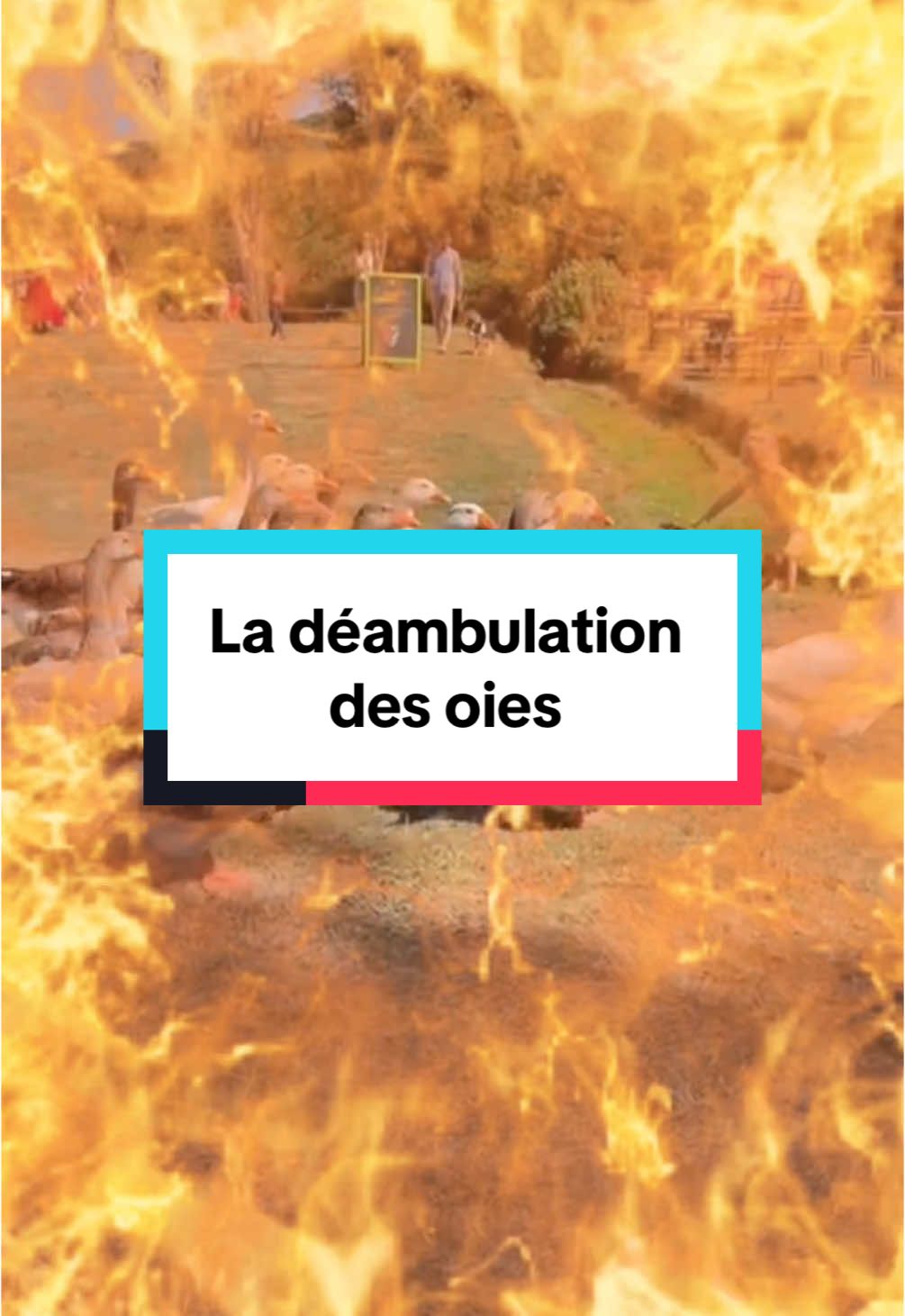 C’est mythique ! 🪿🪿🪿#medievalesdegrestain #grestain #oies  Lien en bio 🎫 😉