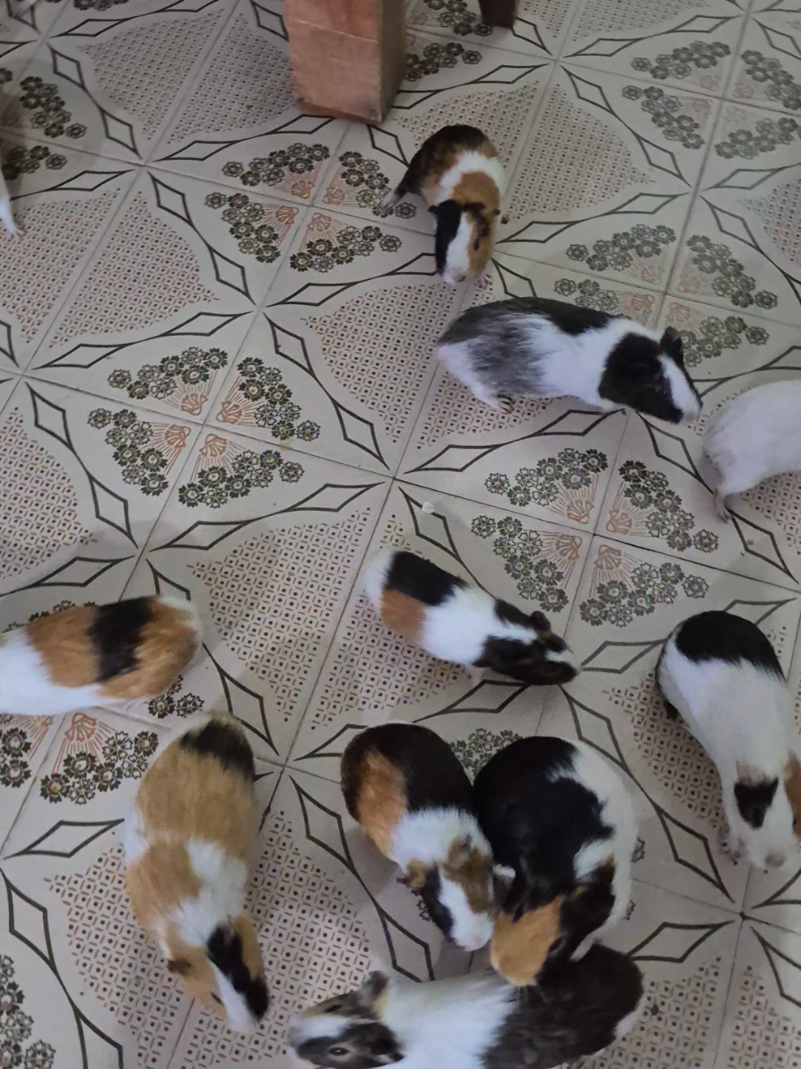 #guineapig #blueheller #porquinhodaindia 
