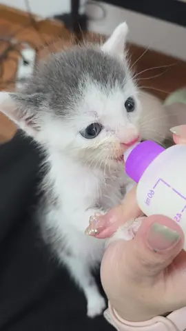 Totally into nursing.#foru #cutecat #catlover #kitty #kittensoftiktok #cutekitten #toocute #catvideo #babykitten #kitten