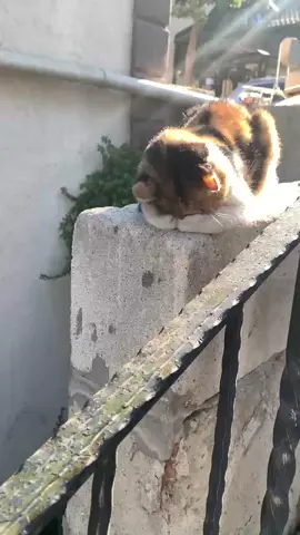 Hiç doymadım ki  . . . . #kedi #kediaşkı #kediaşkına #cat #kedivideoları 