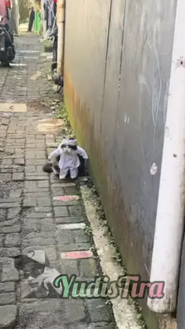 kucing pake baju khas kdm