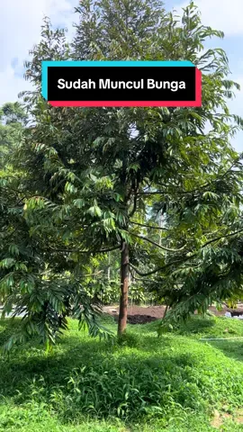 Beberapa pohon dikebun sistem busut sudah keluar bunga meskipun belum di treatment Pembuahan. Ini bukti bahwa pohon durian okulasi memang cepat berbuahnya. #fyp #fypage #fyppppppppppppppppppppppp #durian #berbunga #ochee 
