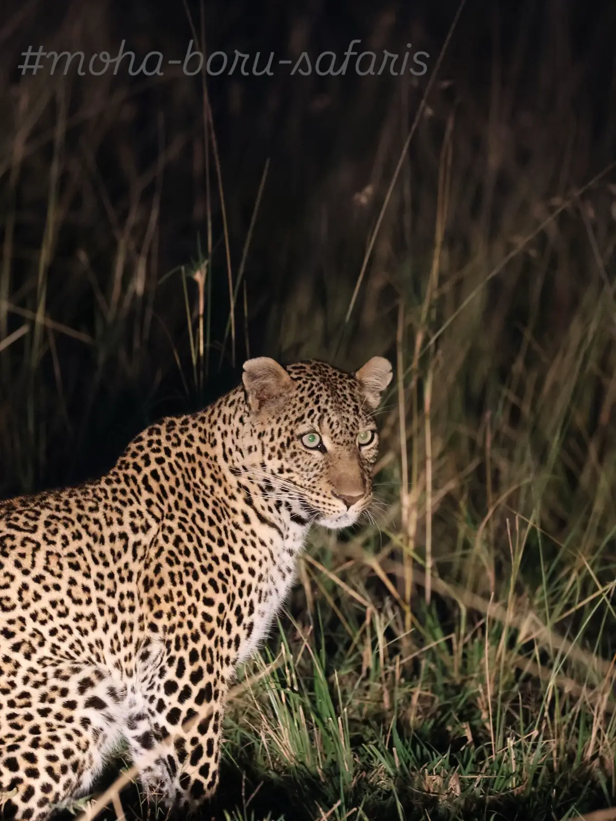 leopard’s eyes are adapted with a high number of rod cells in the retina (more than humans), allowing them to detect movement and shapes in very low light. Their night vision is estimated to be about six to eight times better than humans. #moha-boru-safaris  #marasafaris 