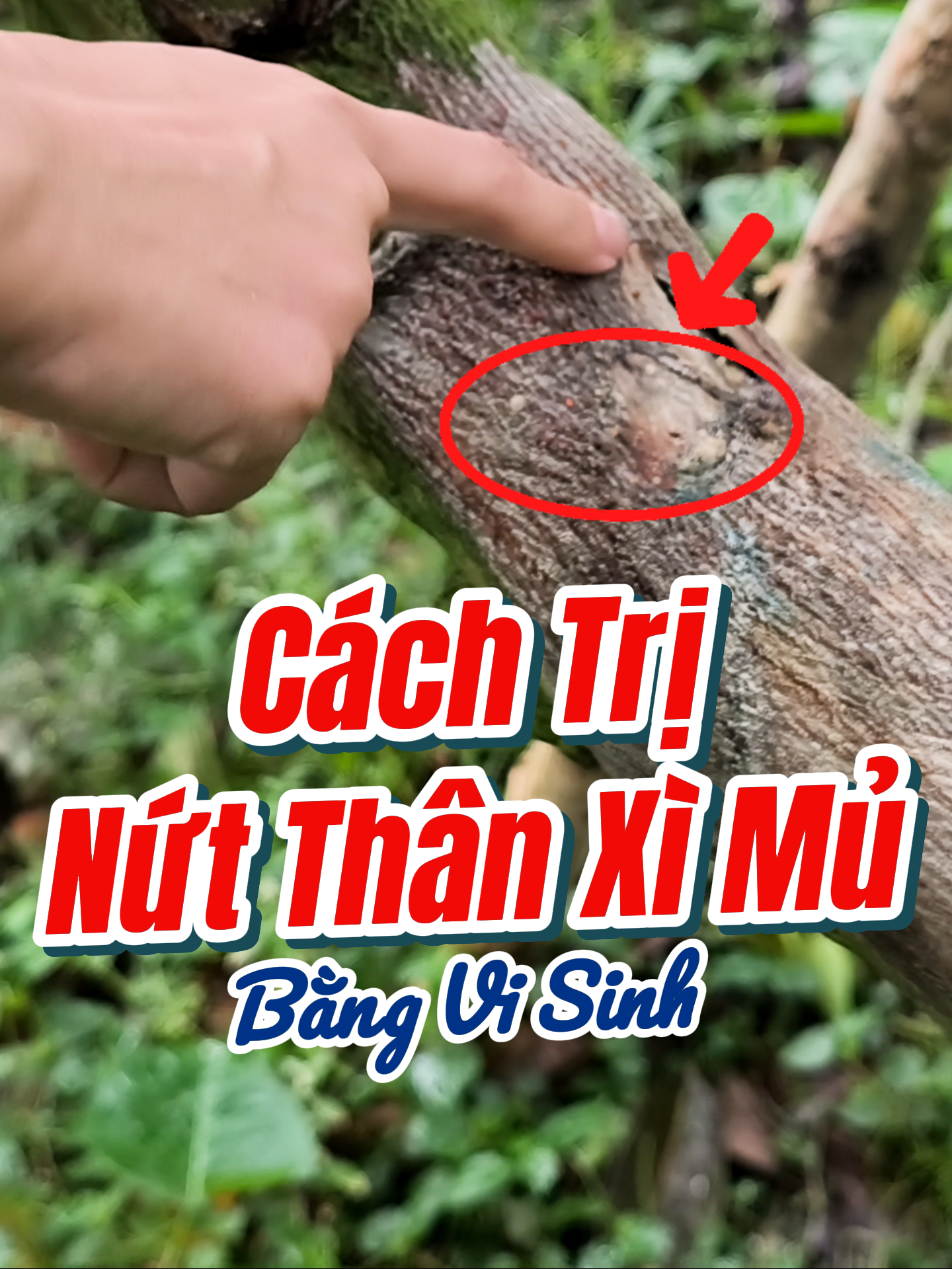 Cách Trị Nứt Thân Xì Mủ Bằng Vi Sinh #kythuatwelofarm #welofarm #trinutthanximu