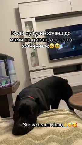 #гарногонастрою🥰вам #бумер🐾 #канекорсобумер #canecorsoitaliano #dogsoftiktok @Modna Bajka 
