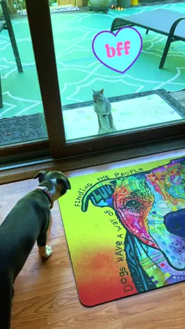These 2 continue to melt my heart 🩷#fyp #bostonterrier #puppytiktok #gaurdianangel #squirrel 
