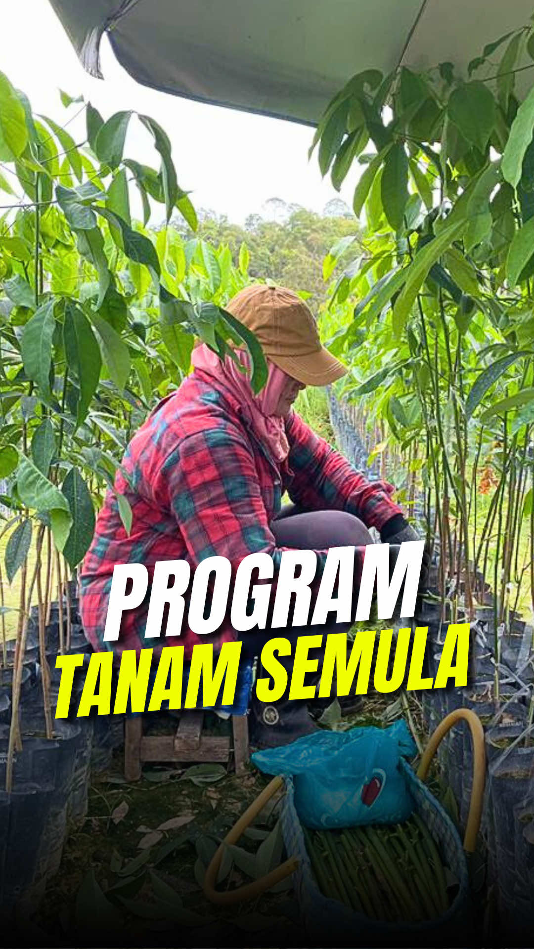 🌱 PROGRAM TANAM SEMULA RISDA Pokok tua, hasil pun kurang.. Pulihkan ladang dengan langkah pertama, Tanam Semula! Antara manfaat yang diterima; 💰 Bantuan tunai: Menampung kos tanam semula 🛠️  Khidmat teknikal: Latihan dan bimbingan dari pegawai RISDA 🤝 Sokongan penuh: Pegawai RISDA bersama anda Kempen ini bukan sahaja bertujuan meningkatkan hasil getah negara, tetapi juga memberi impak positif kepada ekonomi pekebun kecil dan komuniti desa.  📌 Untuk maklumat lanjut mengenai cara memohon bantuan ini, layari www.risda.gov.my #RISDA #PekebunKecil #BantuanRISDA #BantuanTanamSemula #TanamSemulaGetah