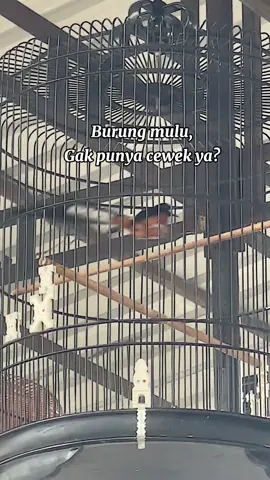 Cekrek📸😝🤣 #muraibatu #storywa 