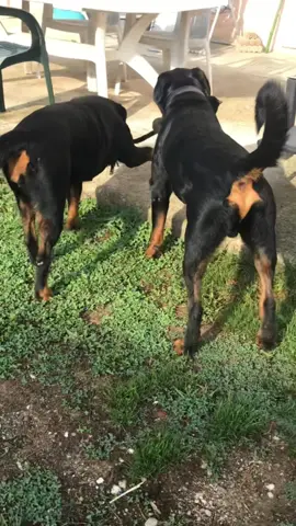 #touslemonde #rottweiler 