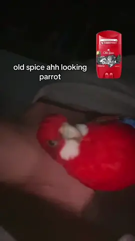 #parrot #papuga #fyp #foryoupage❤️❤️ #oldspice 