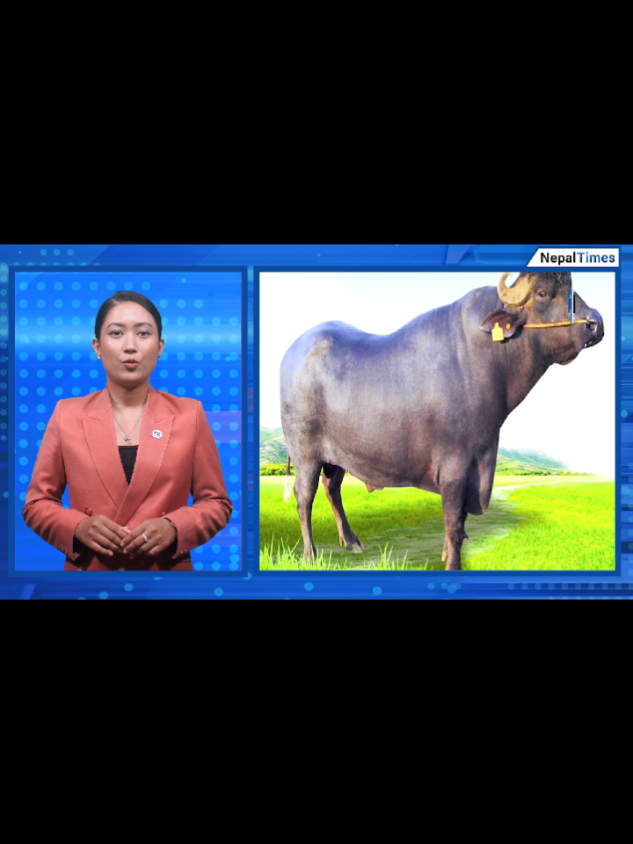 भारतले प्रचण्ड लाई दिएको मुरा रागो मर्दा सबै नेता  मन्त्री प्रधानमन्त्री शोकमग्ग भएका छ्न