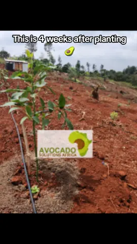 This is 4 weeks after planting. When the trees thrive, the results speak for themselves. Success comes from quality and precision at every stage of the journey. No step is greater than the other, each one plays a vital role in achieving excellence. Start right. Start with Avocado Solutions Africa. #fyp  #AvocadoFarming #AvocadoSolutionsAfrica #Agribusiness #FarmersSupport 