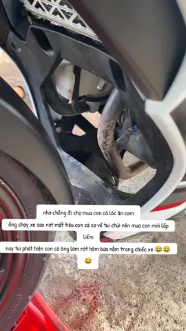 cá ở ngoài ao là xưa rồi con ở trong xe mới độc lạ 😂😂 #hottiktok_xuhuong #hottrend #tiktok 