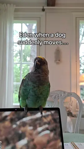 They just be suddenly moving🤌🏼🤌🏼🤌🏼 #birdtok🦜 #parrotsoftiktok #BirdsSupportingBirds #memestiktok #fyp 