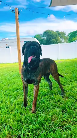 Oh that’s big bubba 😜 Good boi #fyp #englishmastiff #bigbubba 