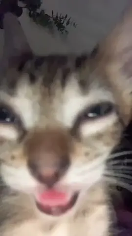 #catcore #catsoftiktok #cat 