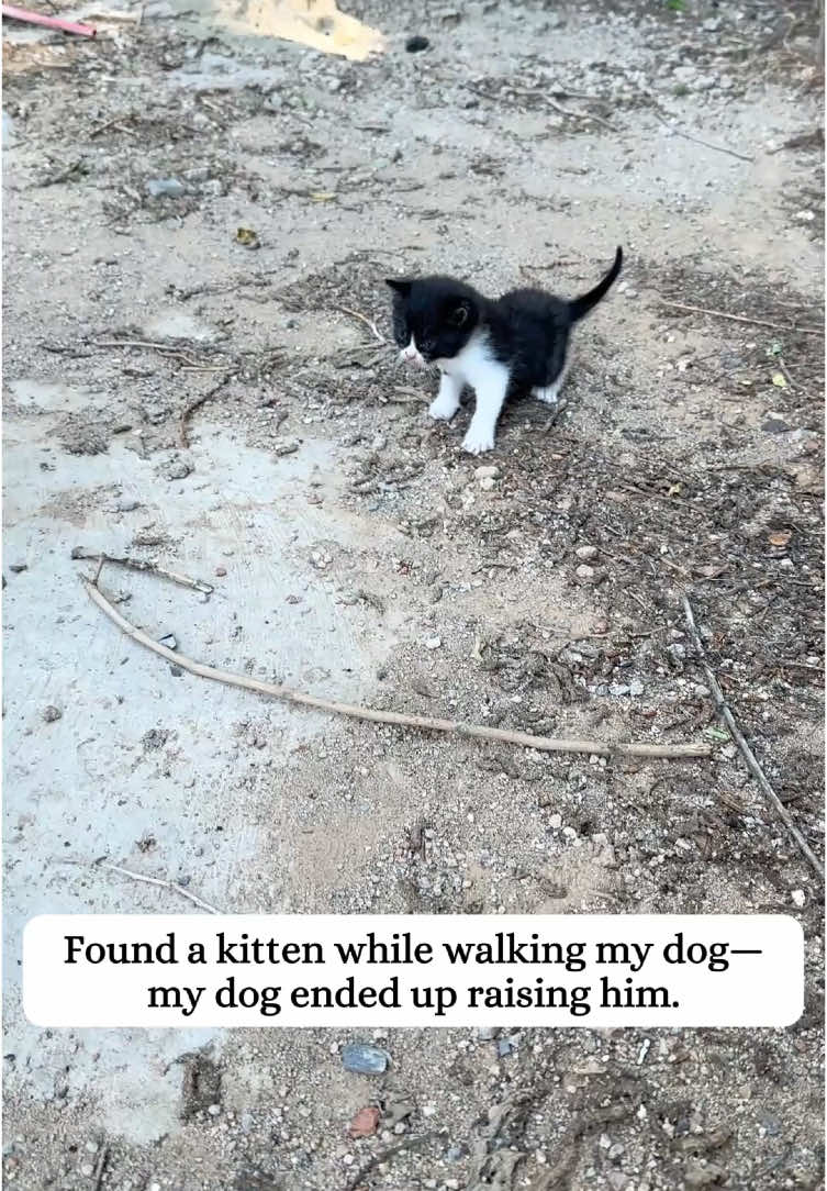 Found a kitten while walking my dog and raised him.#kitten #rescue #puppy #adoptdontshop #cute #fyp 