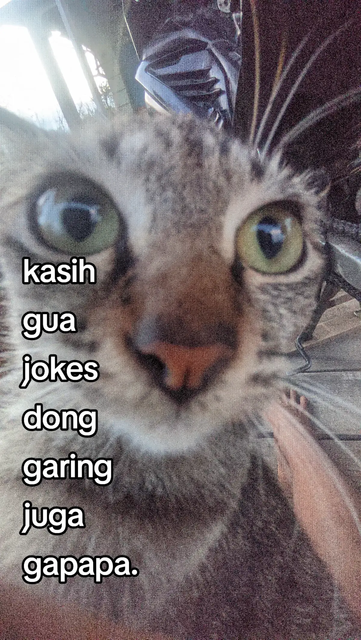 kasih dong#fypシ゚viral#jokes#meme#cat#kucinglucu 