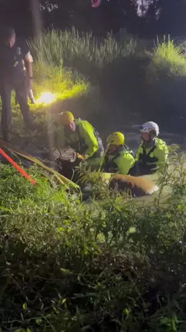 So proud of our Technical Large Animal Rescue Team! This sweet horse got themselves stuck in a pond and couldn’t make it back up the bank. Our team along with the local fire department worked together to get her out safely and quickly and we’re happy to report she’s recovered and doing well! #emergency #rescue #teamwork #training 