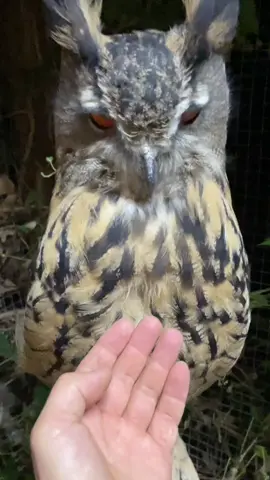 Ile tu jest piór ? 5 cm piór! How many feathers are there? 5 cm of feathers!#owljaga #sowajaga #owl 