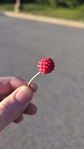 No but fr though, WTF kind of fruit is this? and is it a tummy yum yum or a tummy no no? #fyp