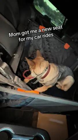 Y’all like me new seat?!?!??#germanshepherd #dogsoftiktok #doginfluencer #carrides #fyp 