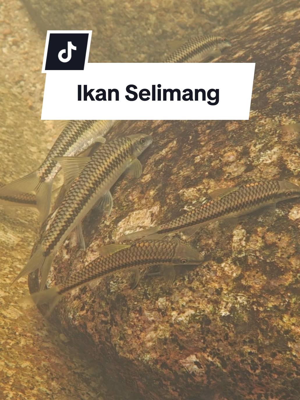 Dunia bawah air #streamfishingmalaysia #wildstream #fyppppppppppppppppppppppp #fypシ゚viral #akuarium 
