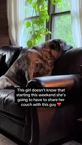 I wanted to wait until he was ours to share him with you but we’re in the car going to get him and I couldn’t resist 😂 #bigdog #mastiff #englishmastiff #littlebrother #leonberger #newpuppy #fyp 