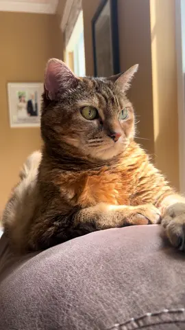 #LifeOnTikTok #TikTokPartner #TikTokMadeMeBuyIt Penny says hi! #fyp #cat 