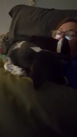 My sweet foster pup pumpkin 🎃.  Yall she is just to die for.
