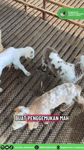 Pusing kalo lagi musim lahiran, satu lahiran, semua lahiran😂🐑 • #inovarmindonesia #juaranyadombalampung #ternakdomba #edukasiternak 