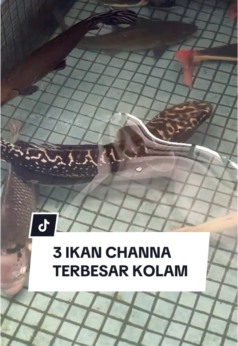 Ini dia 3 spesies ikan channa aku yang ada dikolam! Mana favorit kalian??