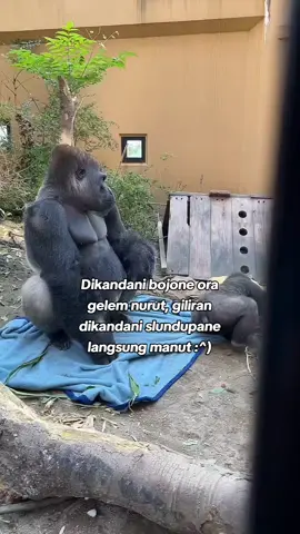 #fypp sesok dicukur lo yaa rambute😪#sindiran #bojonewong #puitekchanel #gorilla 