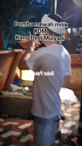 Domba-domba mewah koleksi bapa aing (pak dedi mulyadi) #dombagarut #semuaorang #sorotan #fyp #peternakmuda
