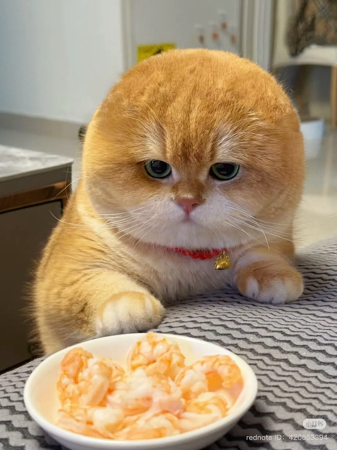 #catsoftiktok 