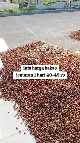 info harga kakao #kakao 