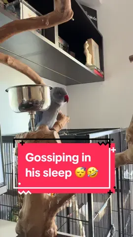 Every time I join an important work meeting 🫠 #birdtok #parrotsoftiktok #talkingparrot #cutepets #fyppppppppppppppppppppppp 