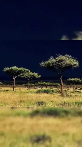 #dhaqandhowr1🐪 #bywillmiyi🐪🐎🐎🐑👩‍🦯✅ #followsoodheh✅️ #somalitiktok🇸🇴 