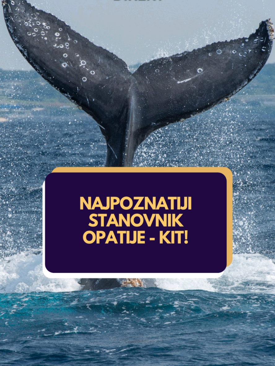 Ne prestaju priče o najpoznatijem stanovniku Opatije - velikom kitu! RTL Direkt gledajte od ponedjeljka do četvrtka u 21:30 na RTL-u, a ako ste propustili emisiju gledajte na VOYO Hrvatska! #voyohr #kit #opatija #rtldirekt #fyp
