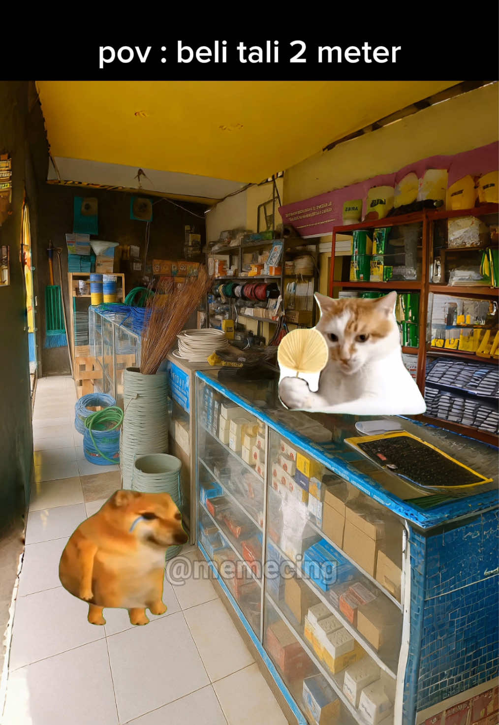 sebaiknya jangan gegabah #meme #memekucing #kucinglucu #kucing #memecat 