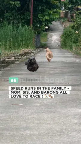 😼 speed is our family tradition  #barong #kucinglari #kucingracing