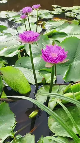 Huệ nước cánh kép thơm xinh hoa quanh năm siêu khỏe 