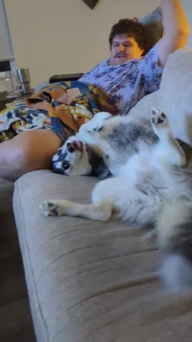 🤣🤣 @BigBert37 #husky #huskylife 