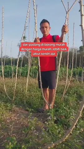 lebih baik kita jabut sendri dari pada diborong dengan harga murah#petaniindonesia🇮🇩🇮🇩🇮🇩🌿🌿 