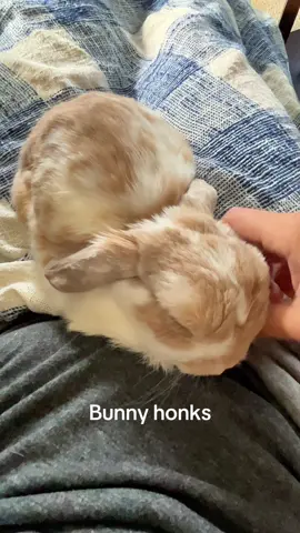 Happy bunny #bunny #rabbit #cute #pet #PetsOfTikTok 